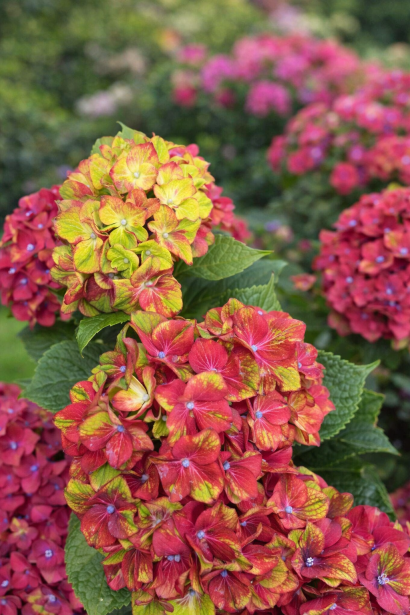 Гортензія широколиста Глоссі Ліпс в ландшафті